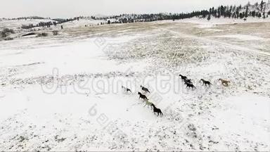 马群奔跑冬季雪野马群马术动物